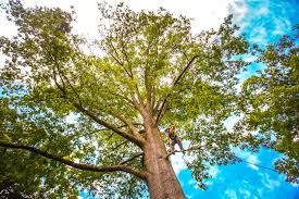 Best Tree Health Inspection  in Level Green, PA