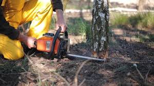 Best Lot and Land Clearing  in Level Green, PA