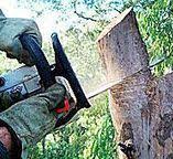  Level Green, PA Tree Care Pros
