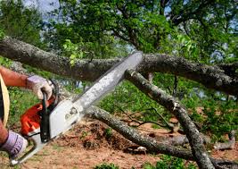 Best Tree and Shrub Care  in Level Green, PA