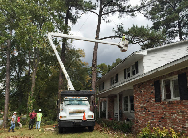 Best Utility Line Clearance  in Level Green, PA