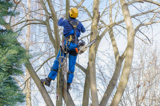Best Tree Disease Treatment  in Level Green, PA