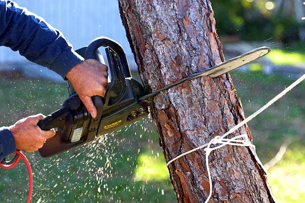 Best Lawn Disease Treatment  in Level Green, PA