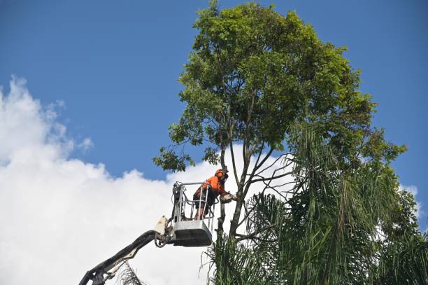 Best Leaf Removal  in Level Green, PA