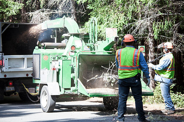 Best Hazardous Tree Removal  in Level Green, PA