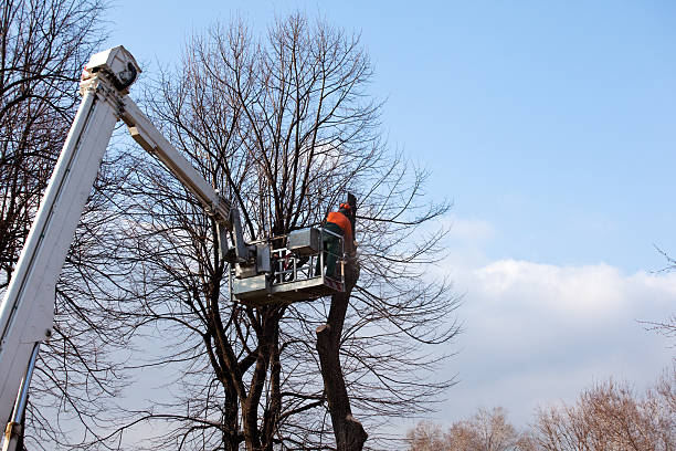 Best Stump Grinding and Removal  in Level Green, PA