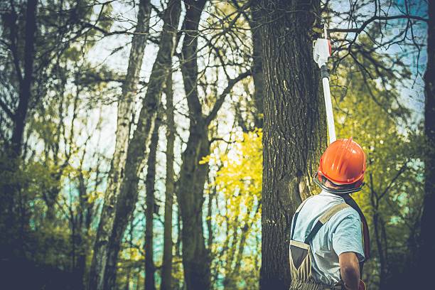 Best Tree Preservation Services  in Level Green, PA