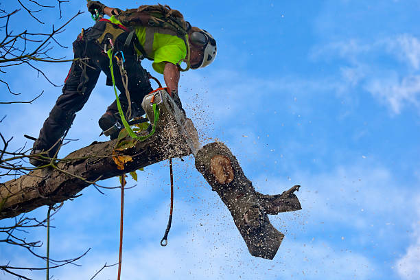 Best Firewood Processing and Delivery  in Level Green, PA