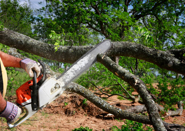 Trusted Level Green, PA Tree Care Experts