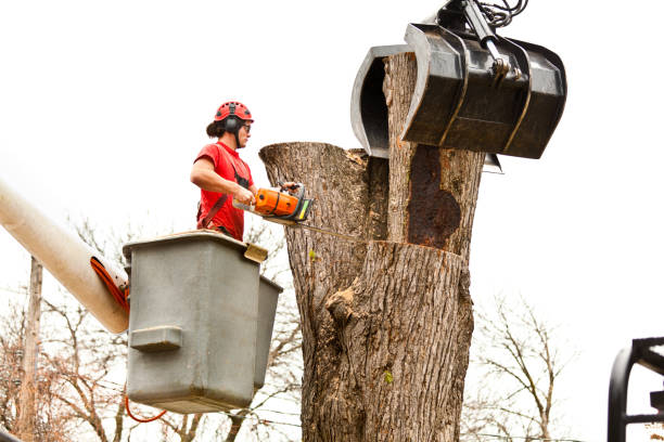 How Our Tree Care Process Works  in  Level Green, PA