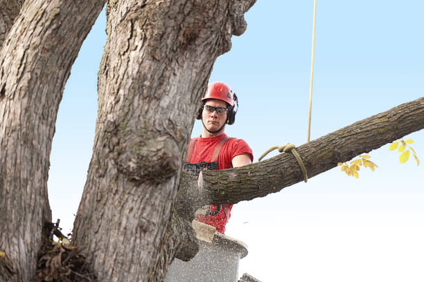 Best Tree Trimming and Pruning  in Level Green, PA